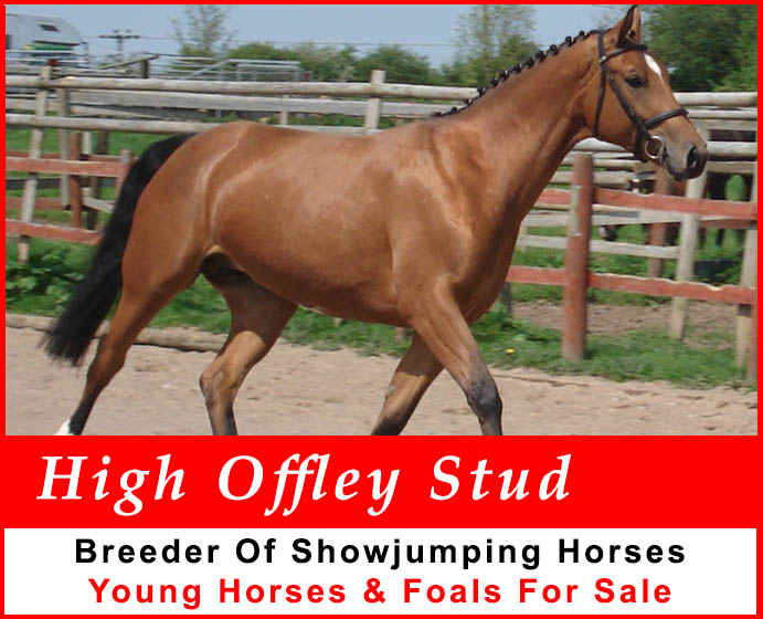 High Offley Stud - Horse All-RoundersFor Sale